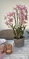 Orkid 3-grenet
